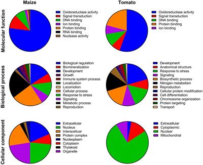 New Insights Into Structure and Function of TIFY Genes in Zea mays and Solanum lycopersicum: A Genome-Wide Comprehensive Analysis